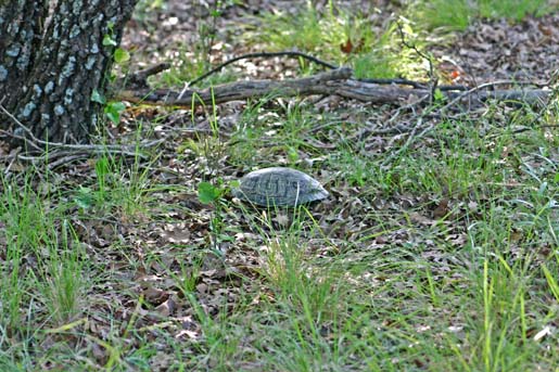 19IMG_4394